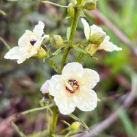 Sopubia trifida Buch.-Ham. ex D.Don